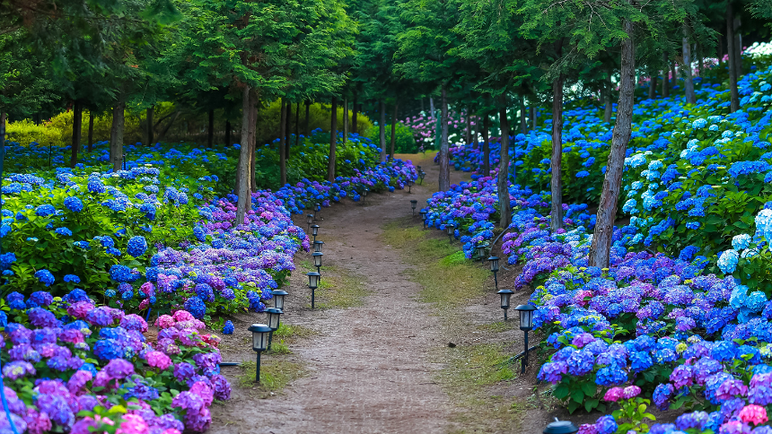 특색있고 아름다운 민간 정원 30선 추천 여행 - 21. 보성 성림정원