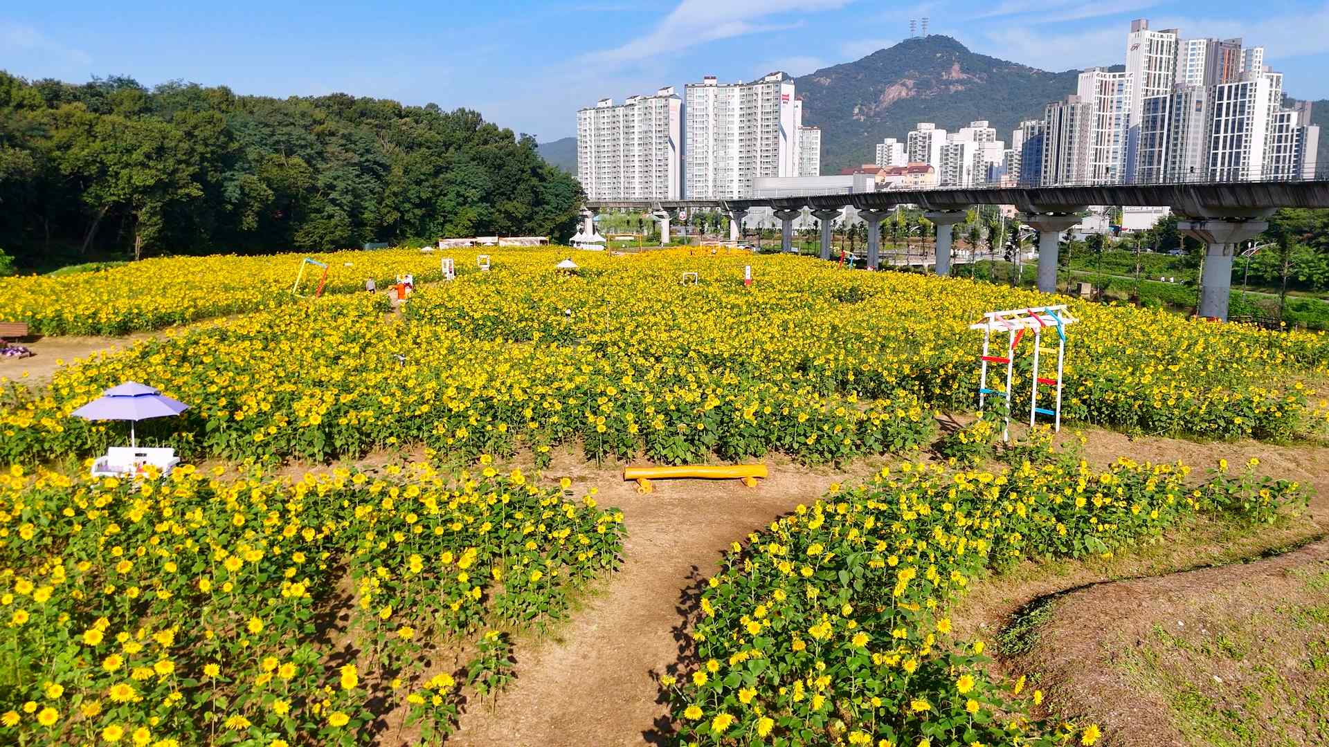 신곡새빛정원 해바라기