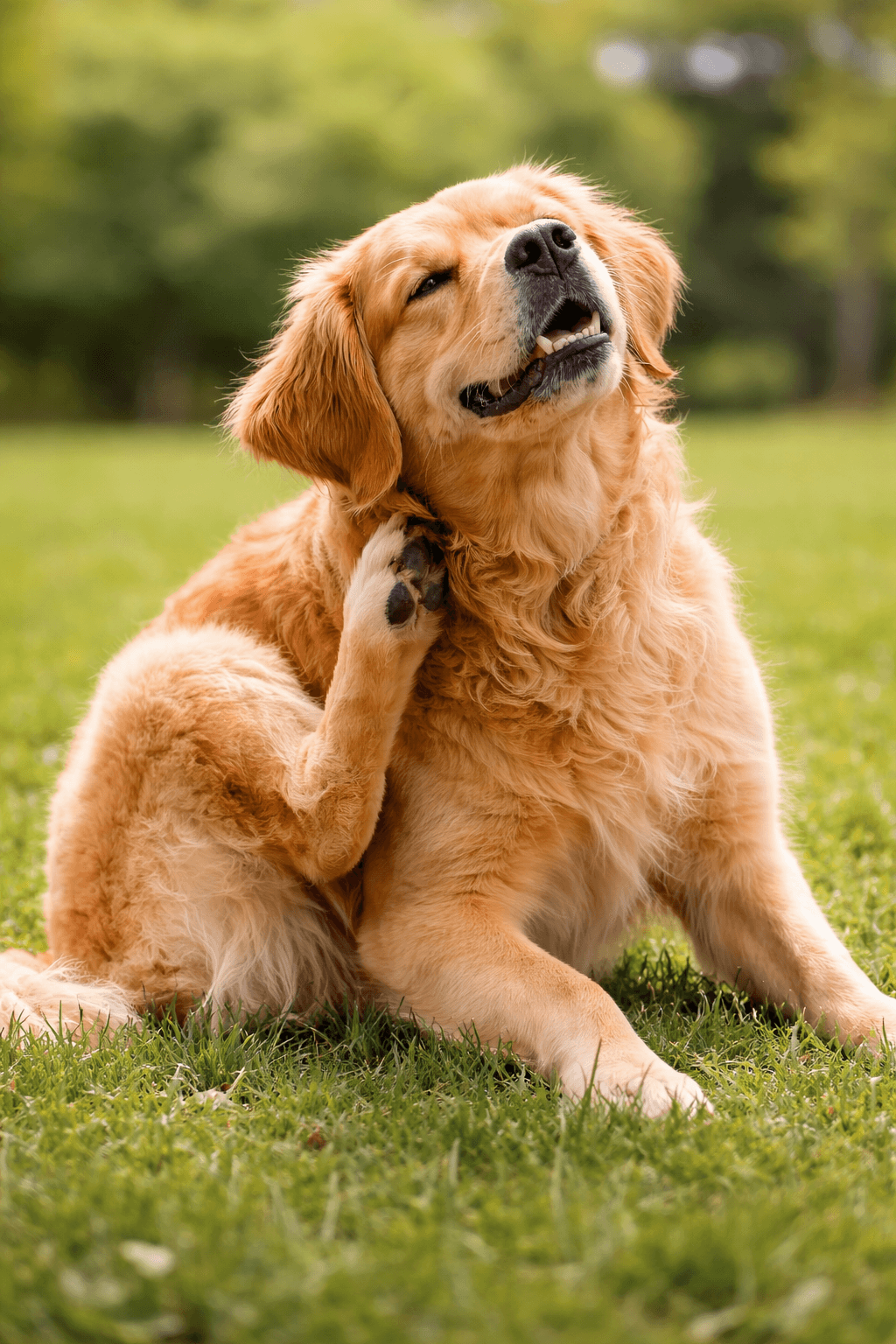 강아지 긁는 행동
