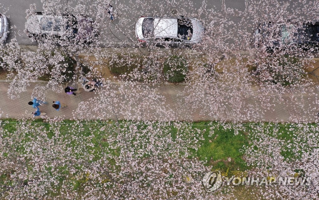 중외공원놀이동산 벚꽃 사진 출처 연합뉴스