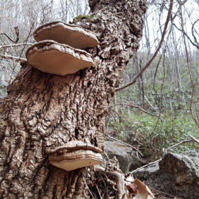말굽버섯 효능과 섭취법 면역력 혈당관리 전통 약용버섯의 모든 것