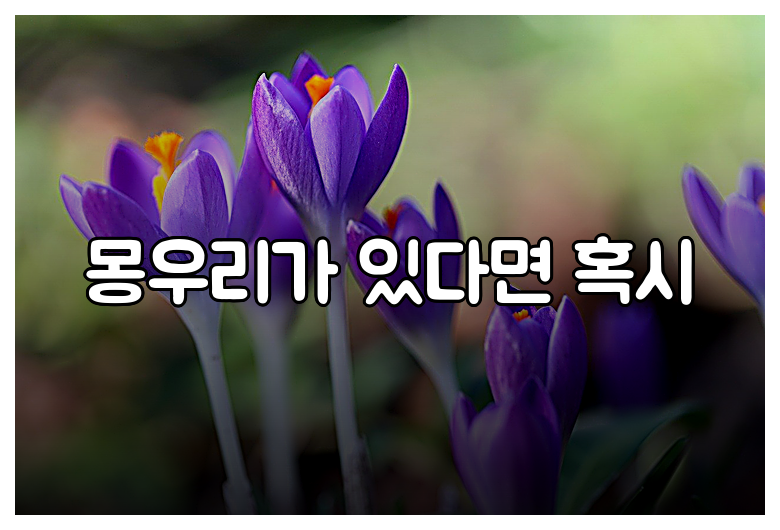 몽우리가 있다면 혹시