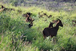 흑염소-진액-효능