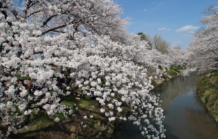 신사카이강변벚꽃 -이미지출처-일본정부관광국