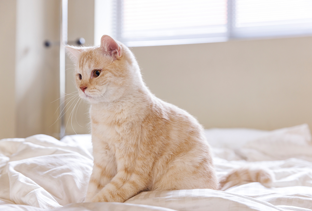새끼고양이 꿈