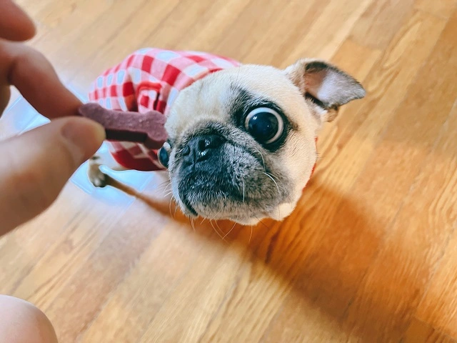 눈돌아가는-복댕이