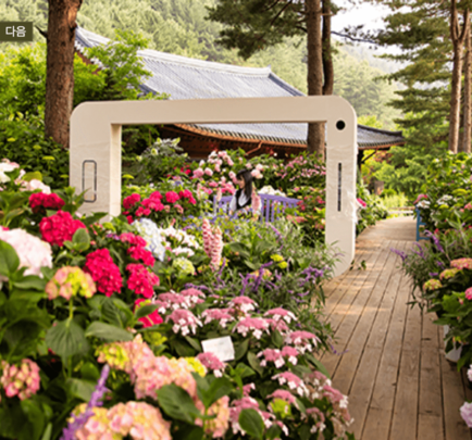 아침고요수목원 수국 전시회 일정 주차 정보 포토존 즐길거리