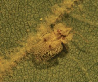 버즘나무방패벌레