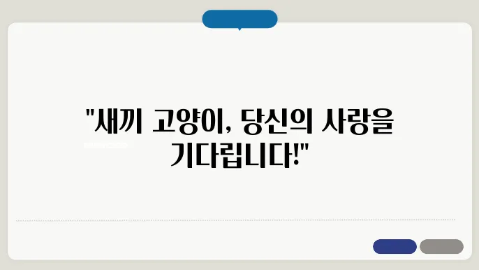 아기 고양이의 건강 관리 관련 이미지