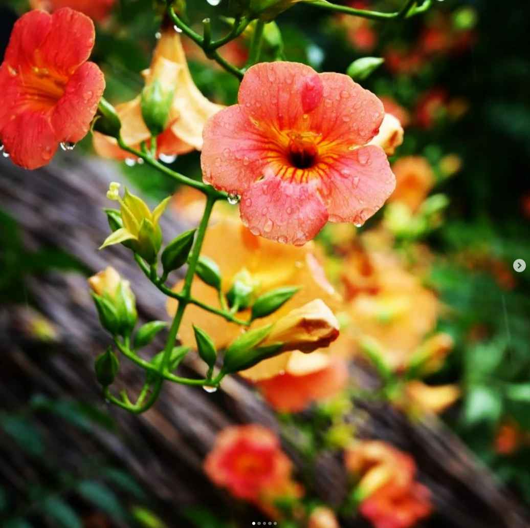 비체올린 능소화축제