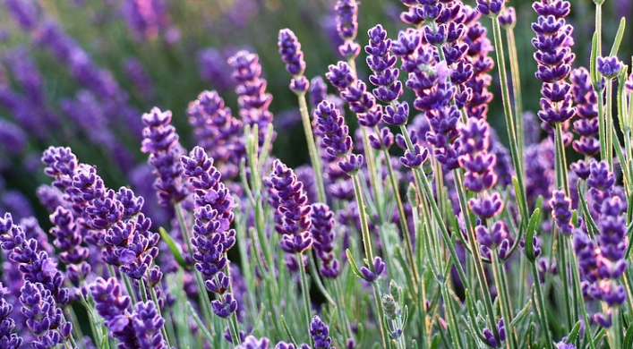 라벤더 에센셜 오일 (Lavender)