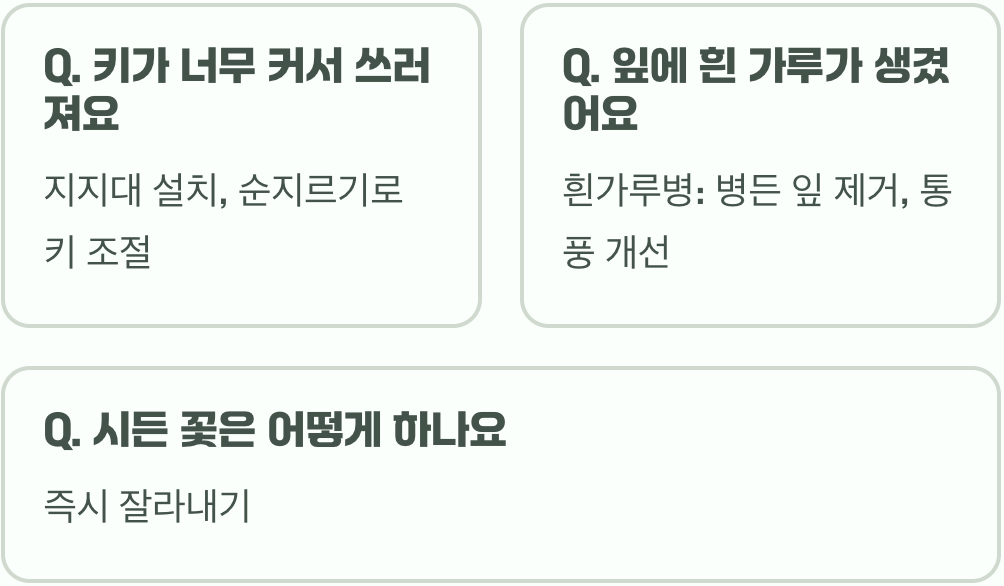 화려한 여름의 여왕, 다알리아 키우기 A to Z