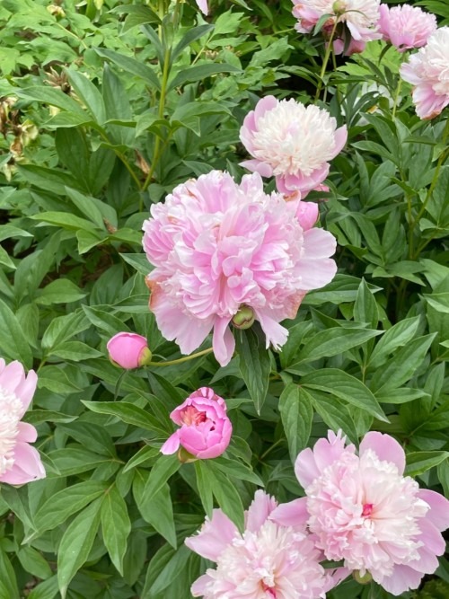 양평 세미원 연꽃