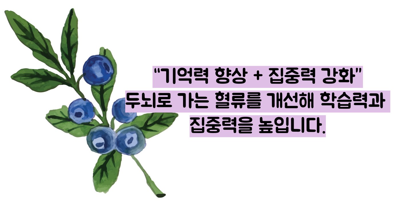 블루베리 효능