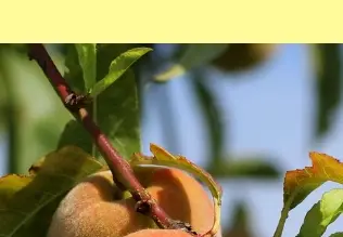 조치원 복숭아축제