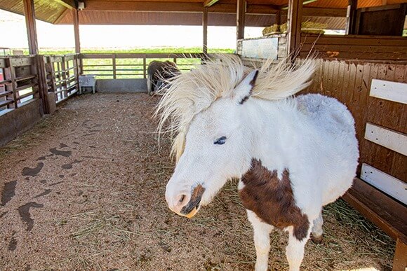 대관령 하늘목장 체험 정보