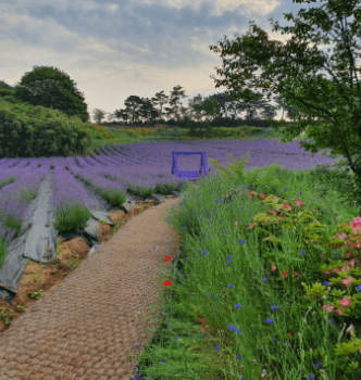 고창 라벤더 축제