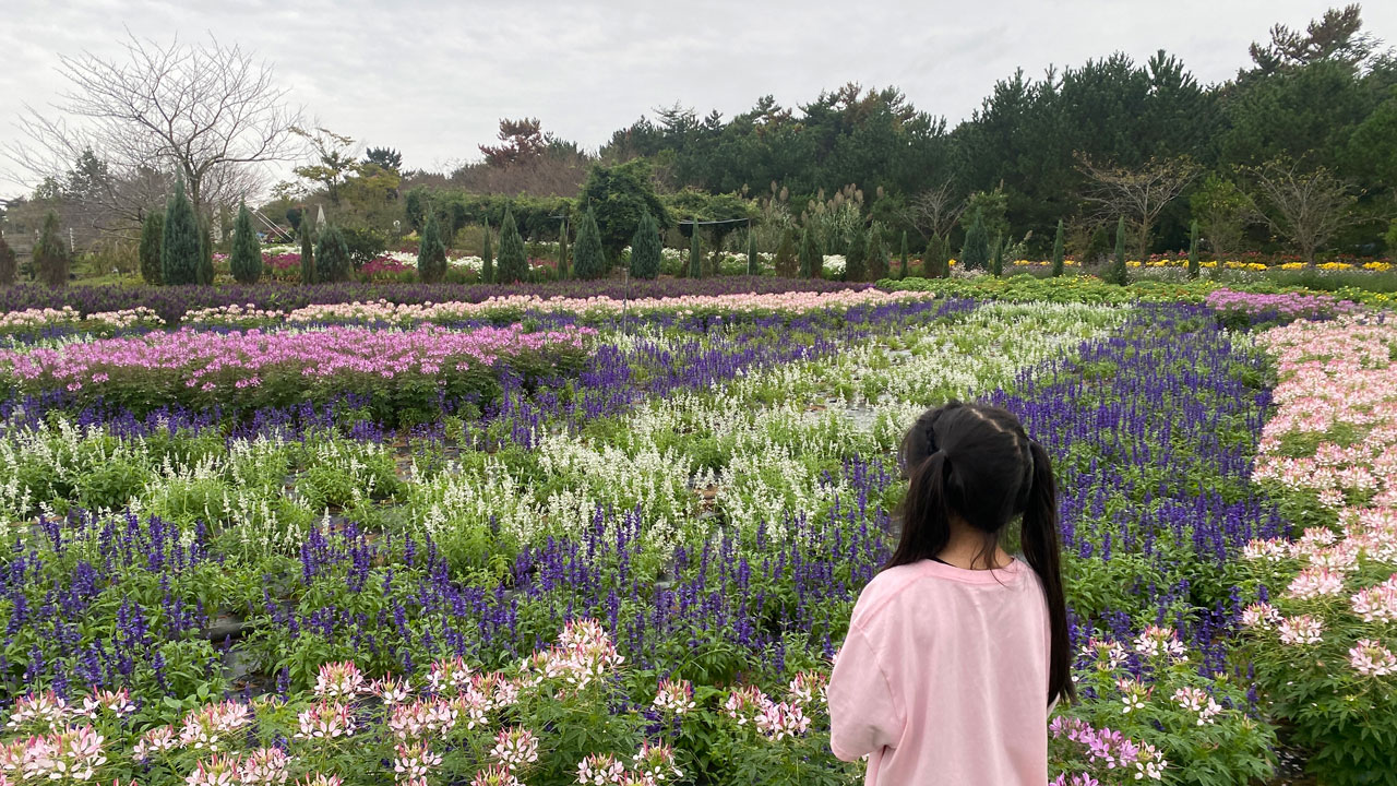 태안 가을꽃박람회에 아름다운 꽃들이 활짝 피었다.