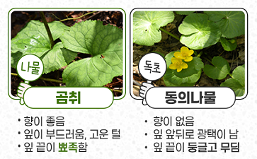 곰취