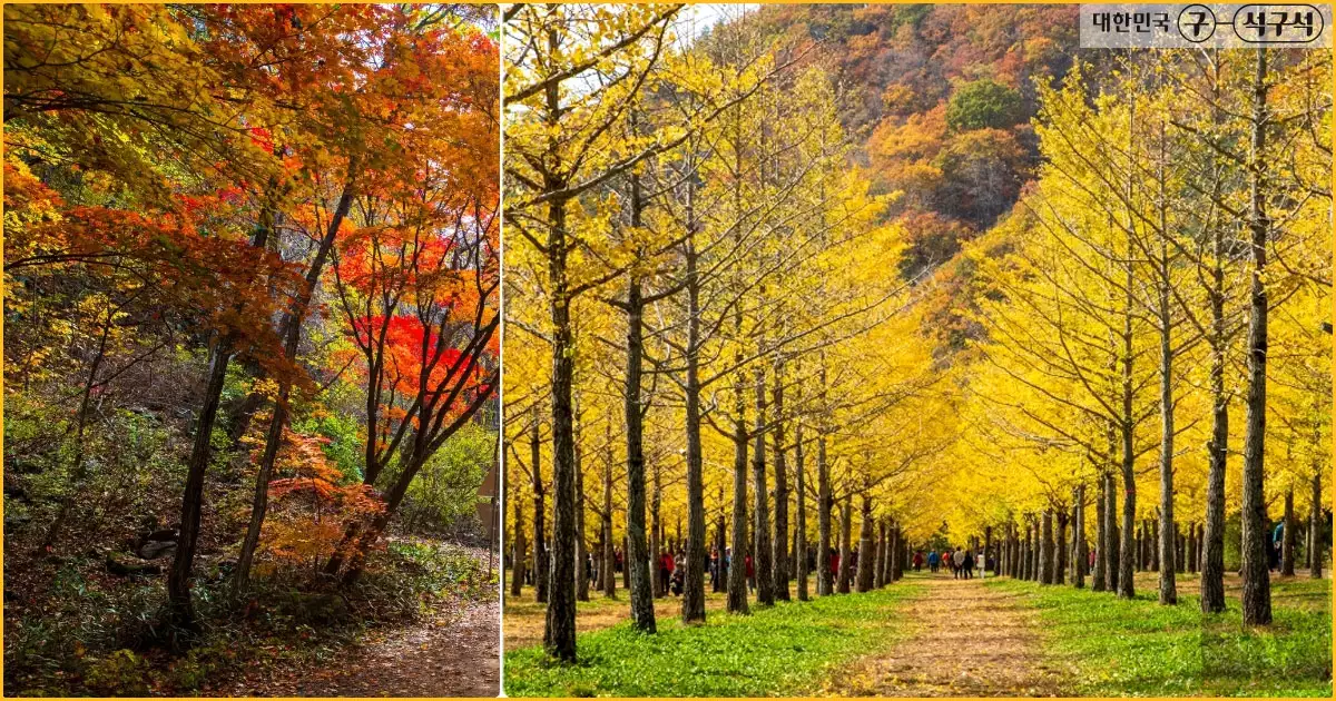 홍천은행나무숲-가을풍경