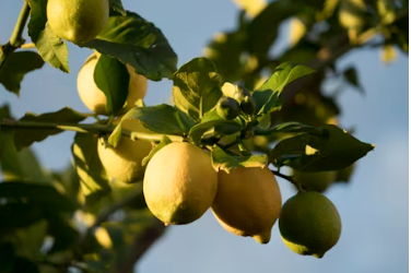 홀베리 유기농 레몬즙 가격 먹는법 후기