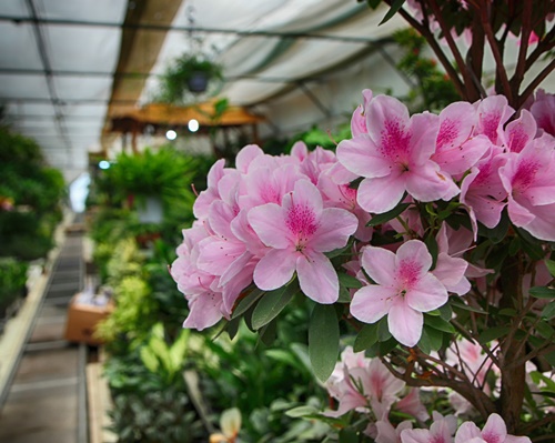 화양연화 뜻 이미지 입니다.