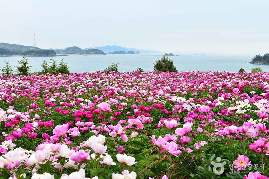 고흥 작약 꽃밭