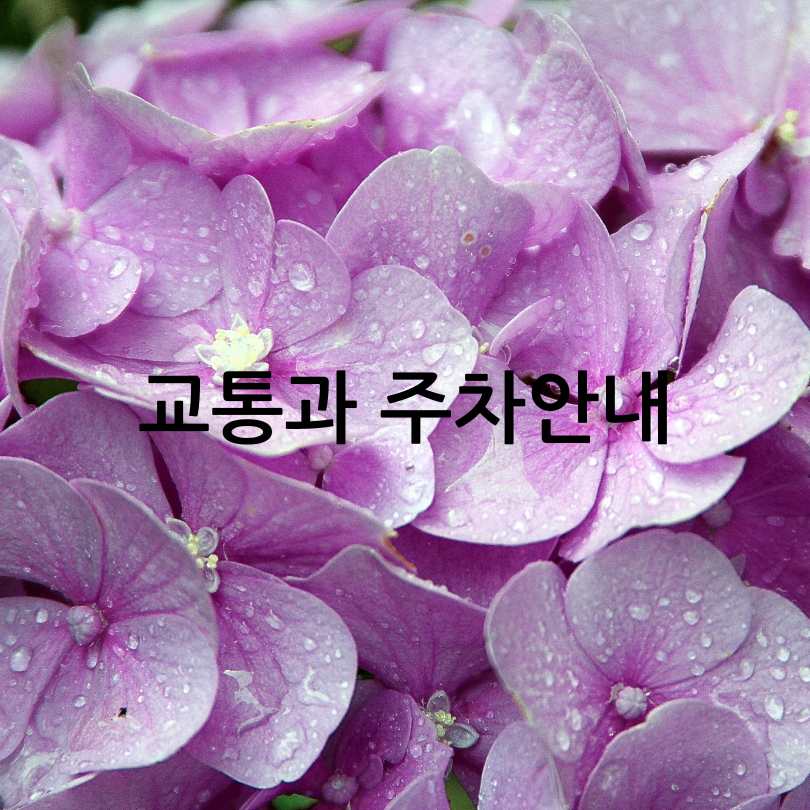 2025 유구색동수국정원꽃축제