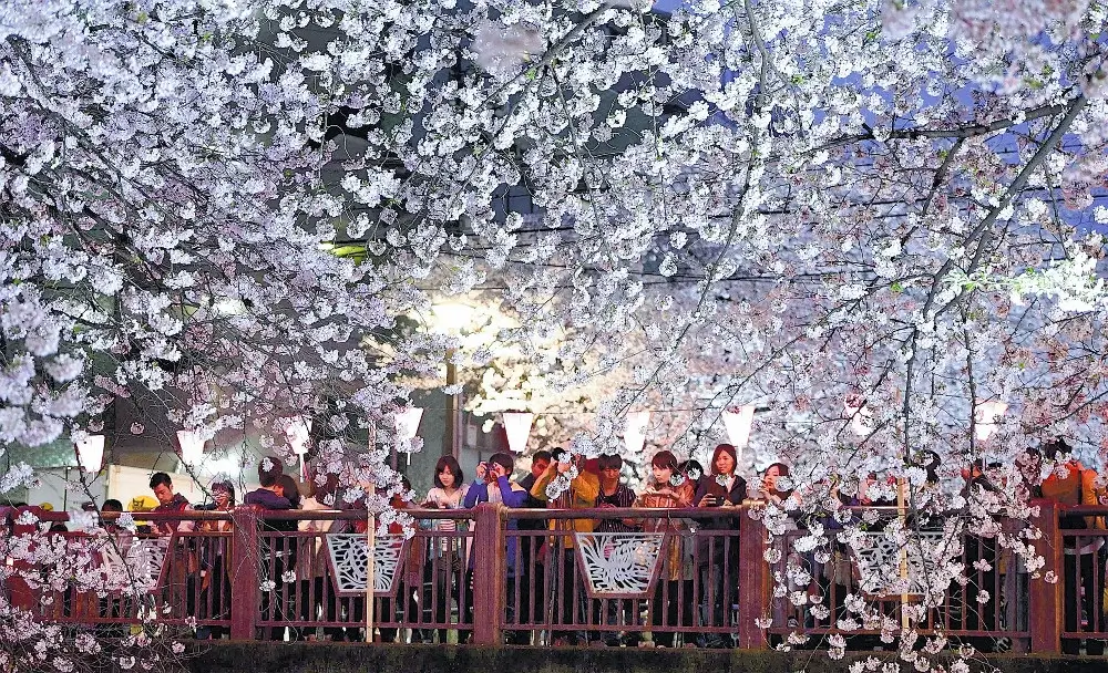 메구로 벚꽃 축제