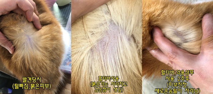 고양이탈모원인