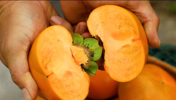 한국기행 가을1번지 경남 창원 단감 반으로 쪼갠 모습