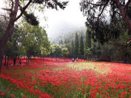 9월 꽃 축제 하는 곳