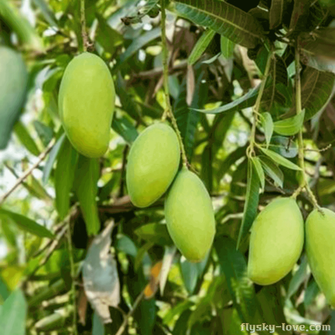 덜 익어 풋풋한 그린 망고