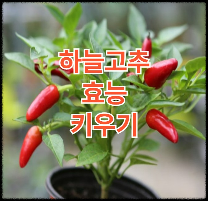 하늘고추