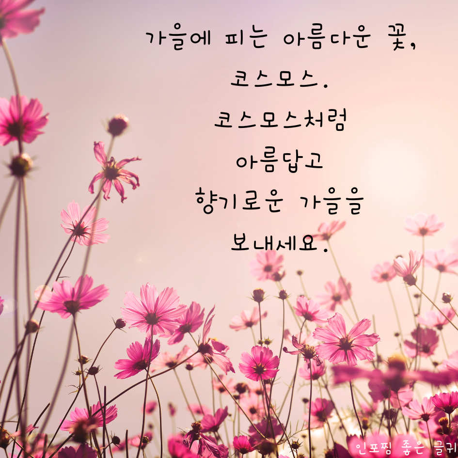 가을 인사말 문구 이미지 모음집 가을 아침 인사말 안부 메세지 모음