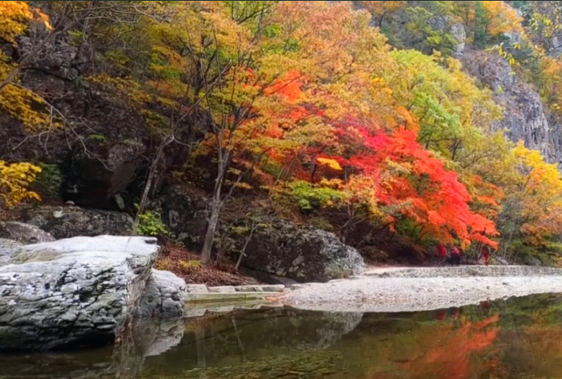 울진 가볼만한 곳 맛집 여행정보 금강송 군락지