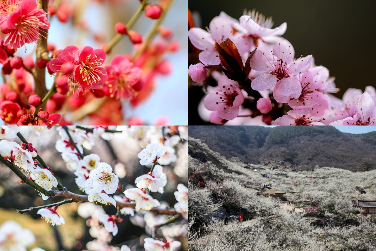 매화꽃 개화시기