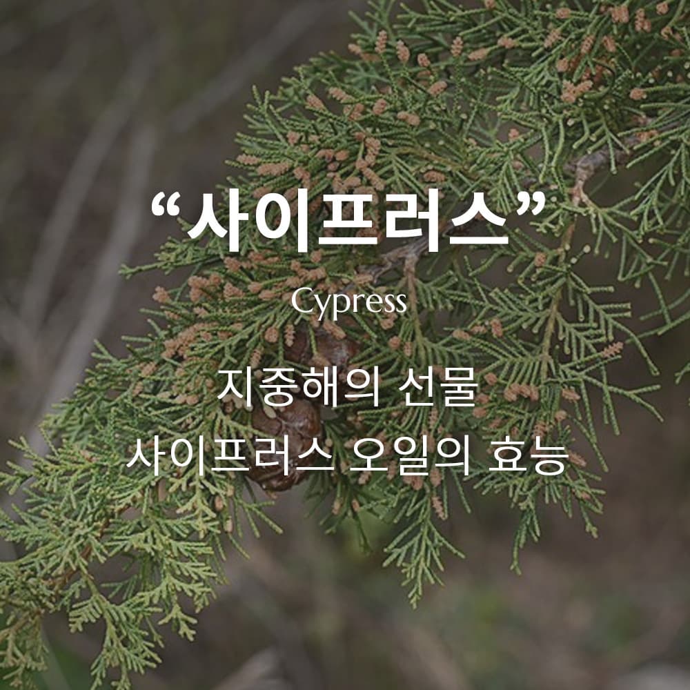 사이프러스 에센셜 오일, 자연의 치유력을 담은 지중해의 선물