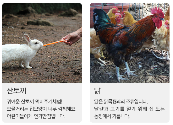 동물 먹이주기 체험