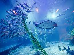 아쿠아리움의 물고기들