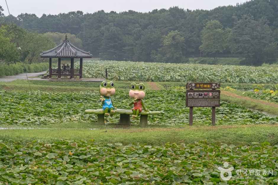 내동마을 연꽃단지