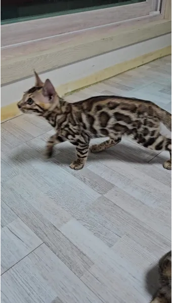 뱅갈고양이 유전병 털빠짐 무늬 수명 가격_11