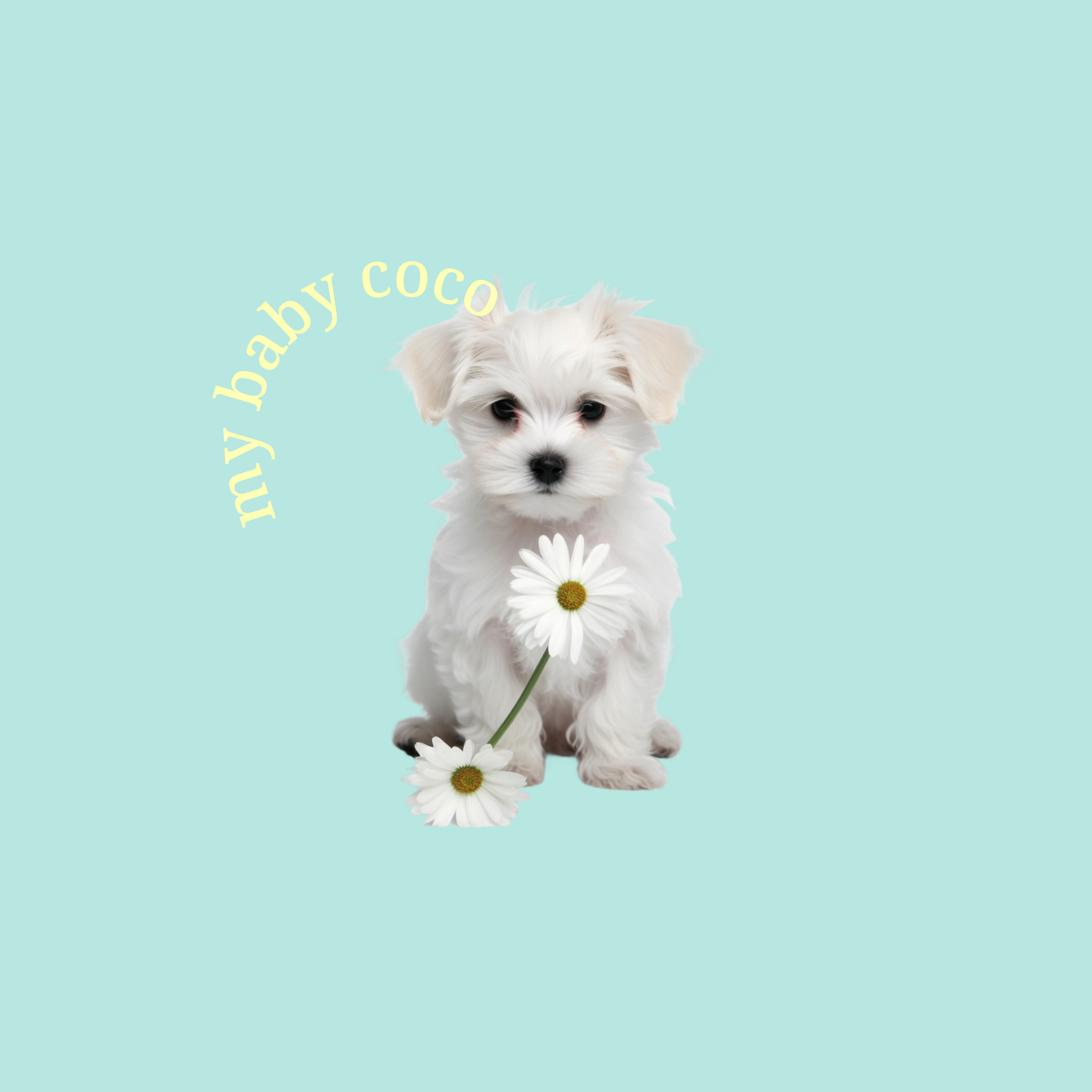 강아지 고양이 강형욱 복귀