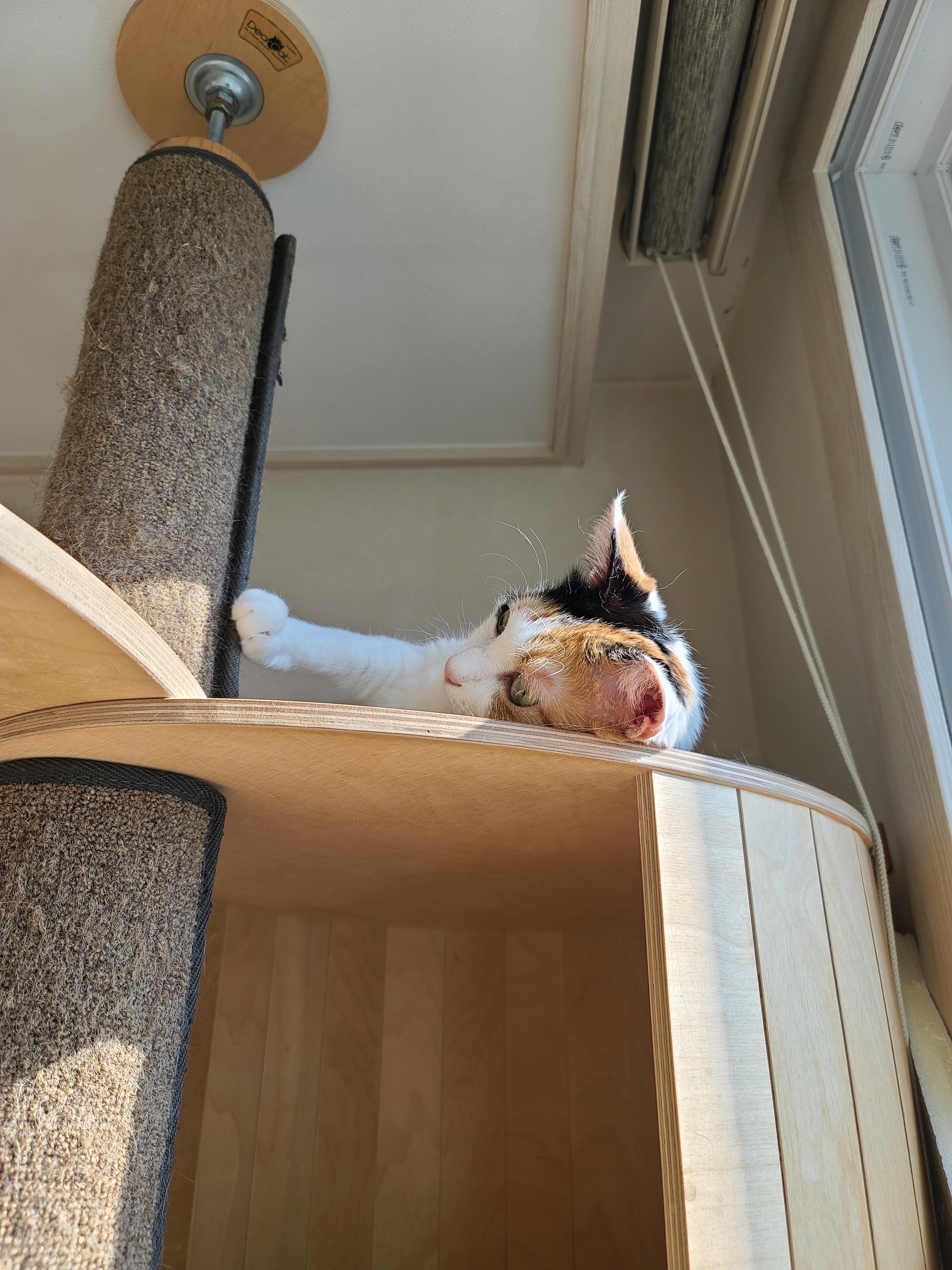 햇살받으면 기분업되는 고양이. 삼색이 고양이