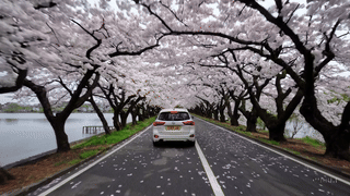 봄 드라이브코스 중 인생샷 건지는 장소는?