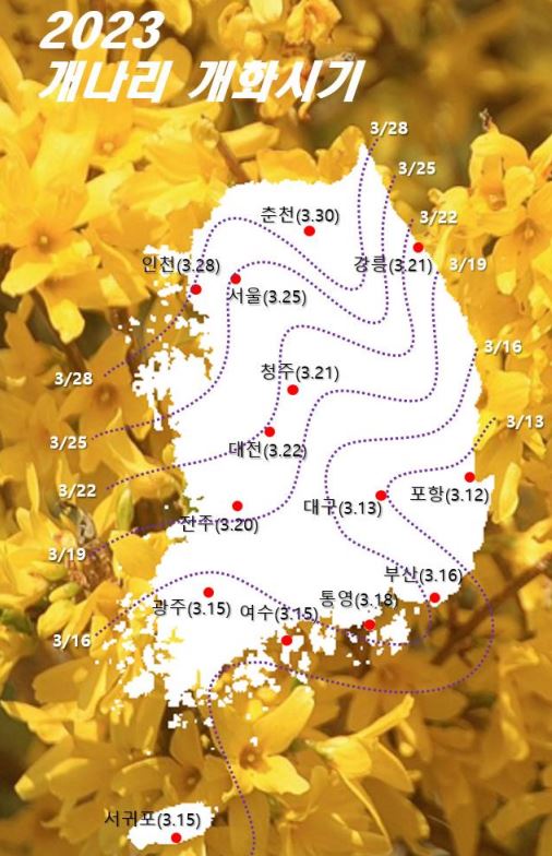 2023 개나리 개화시기