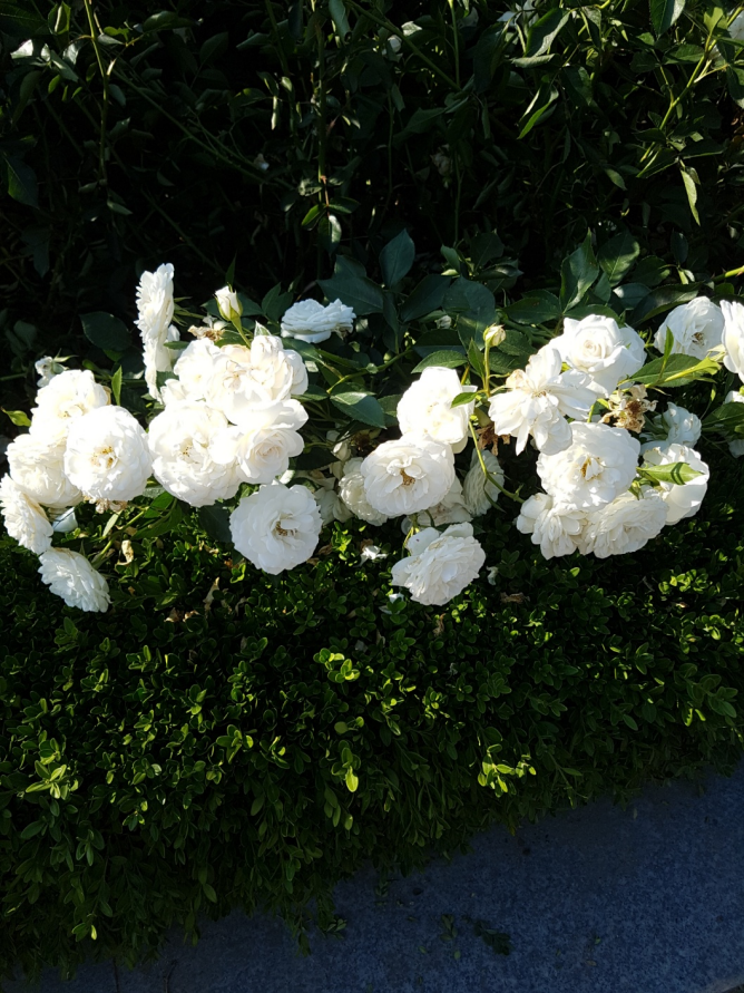 부천 백만송이 축제 장미