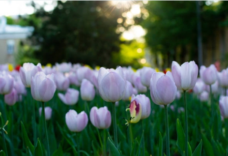 경기도 이천에 모닝파크 튤립공원에서 찍은 사진