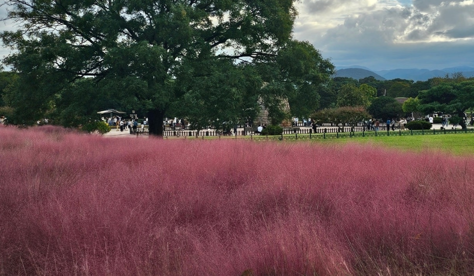 첨성대 핑크뮬리 정원