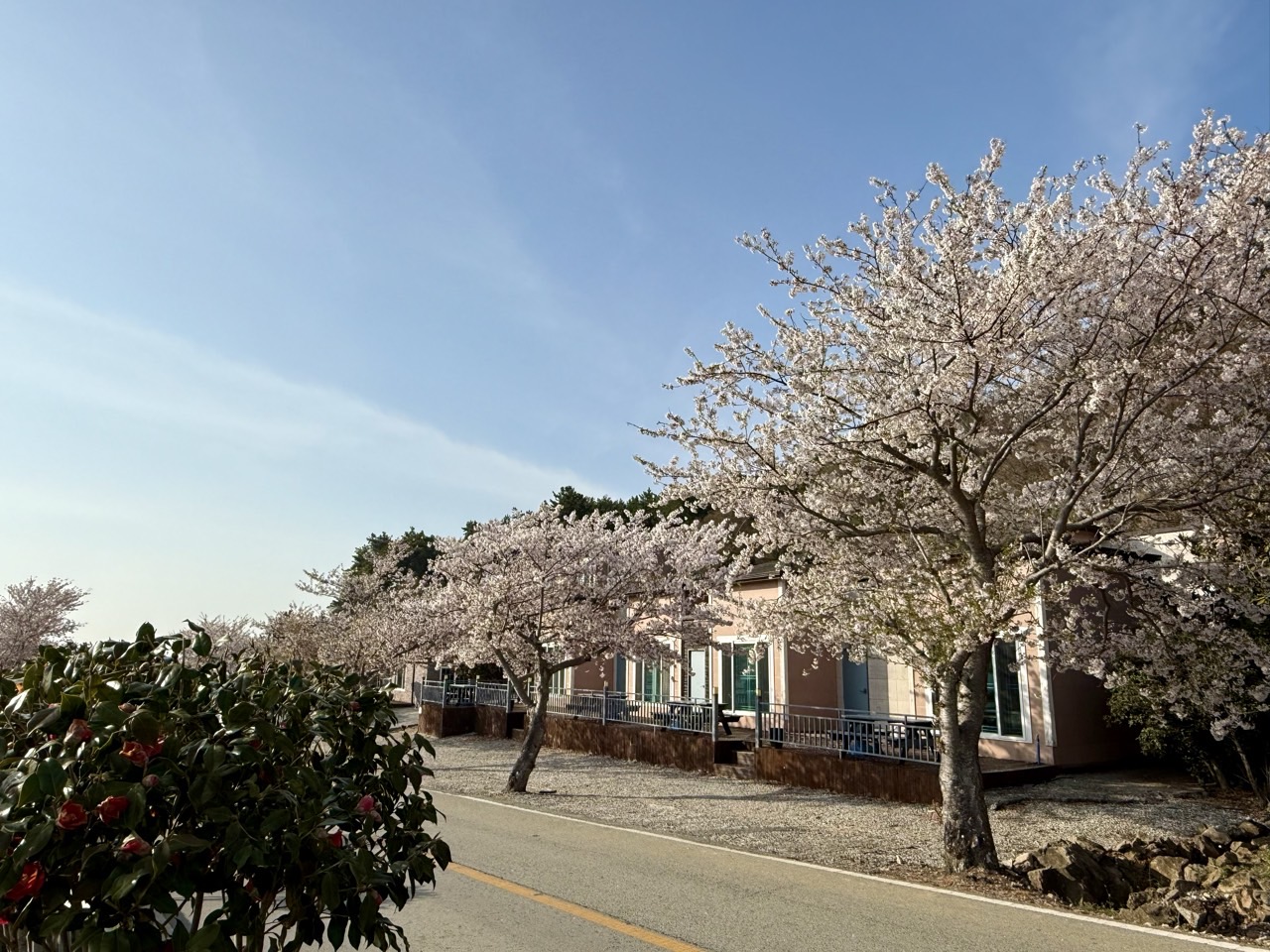 청산도벗꽃길